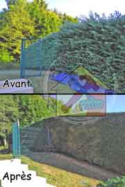 Haie entretenue